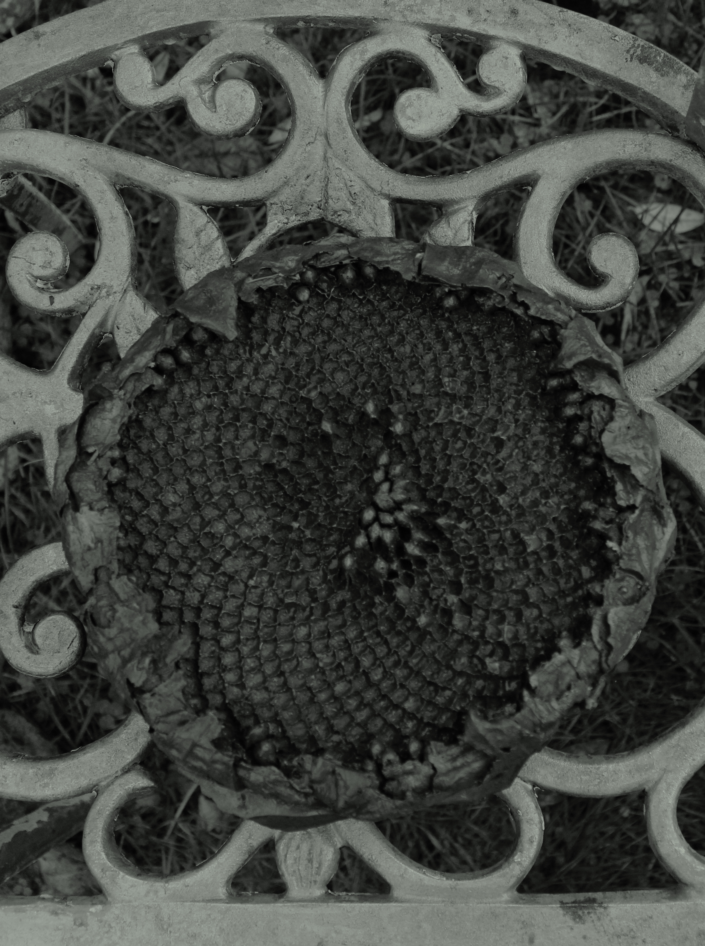Jacob Farrell sunflower